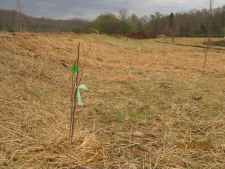 tree planted